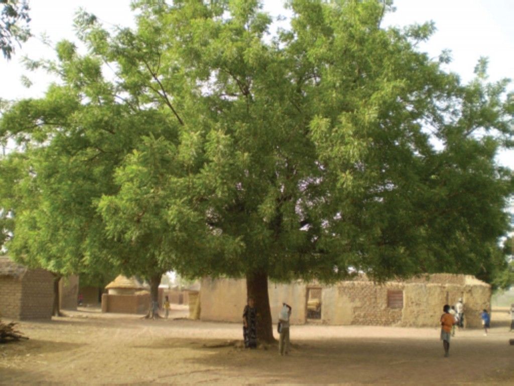 Το δέντρο Neem